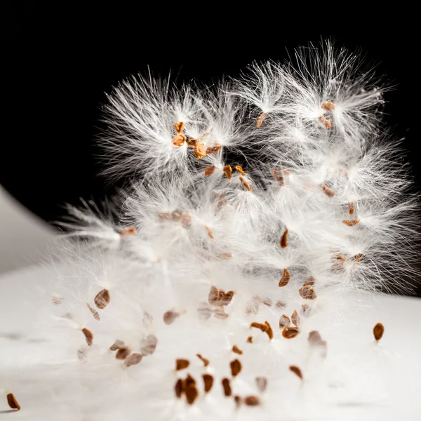 Abstract composition with dried plants seeds — Stock Photo, Image