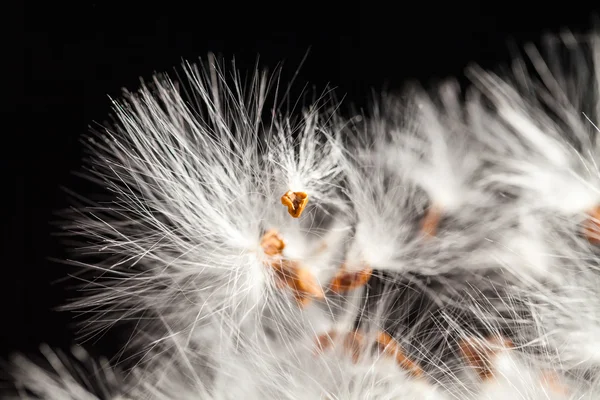 말린된 식물 씨앗과 추상적인 구성 — 스톡 사진