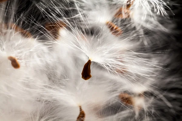 Abstract composition with dried plants seeds — Stock Photo, Image