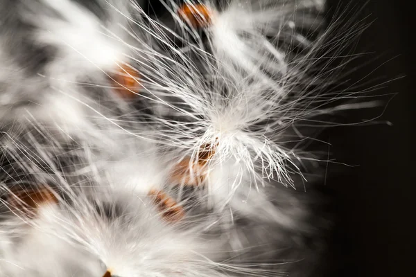 Abstract composition with dried plants seeds