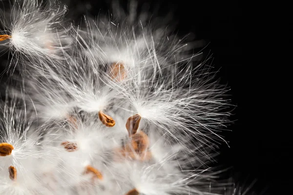 Kurutulmuş bitki tohumları ile soyut kompozisyon — Stok fotoğraf