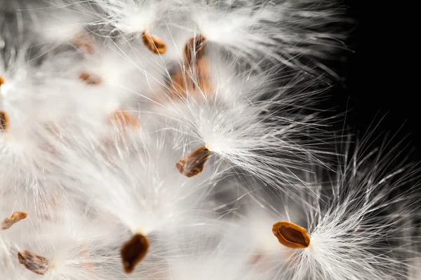 Abstract composition with dried plants seeds — Stock Photo, Image