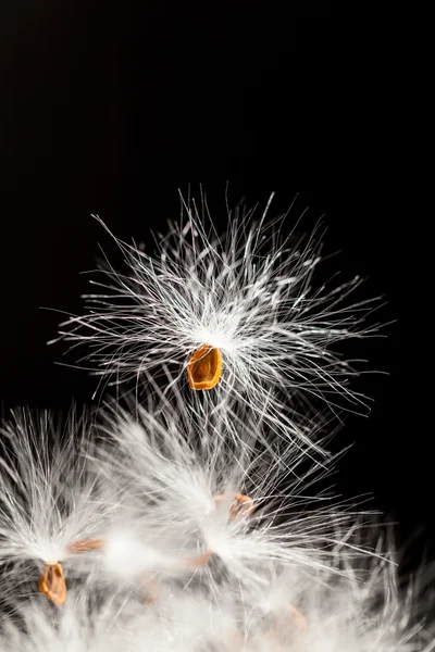 말린된 식물 씨앗과 추상적인 구성 — 스톡 사진