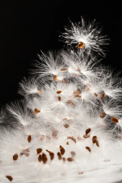 Kurutulmuş bitki tohumları ile soyut kompozisyon — Stok fotoğraf