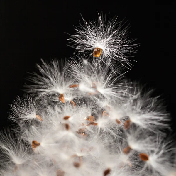 Composição abstrata com sementes de plantas secas — Fotografia de Stock