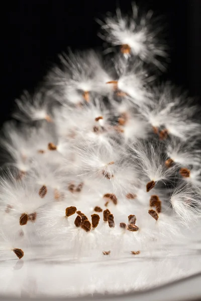 Abstraktní kompozice s sušených rostlin semena — Stock fotografie