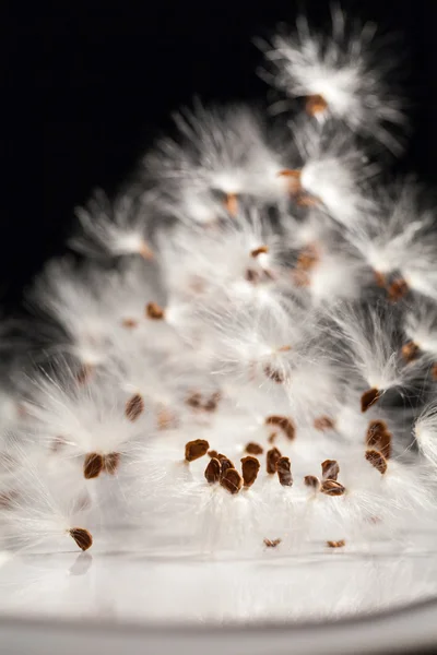 Abstract composition with dried plants seeds — Stock Photo, Image