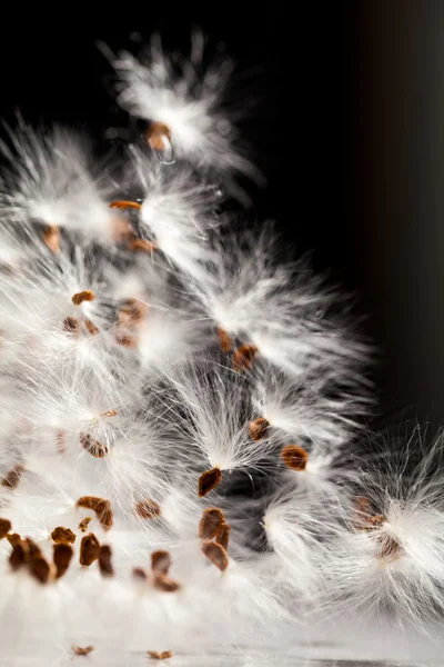 抽象的构成与干的植物种子 — 图库照片