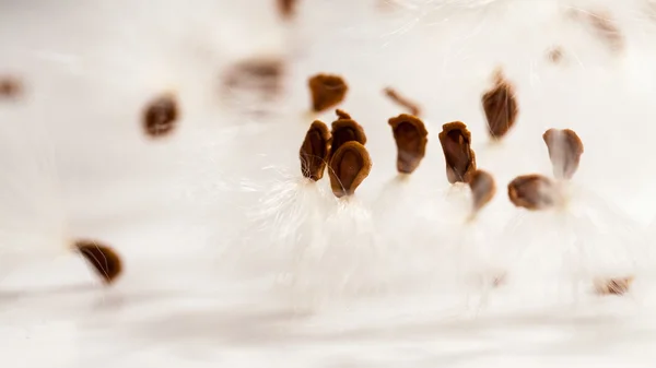 Abstract composition with dried plants seeds — Stock Photo, Image