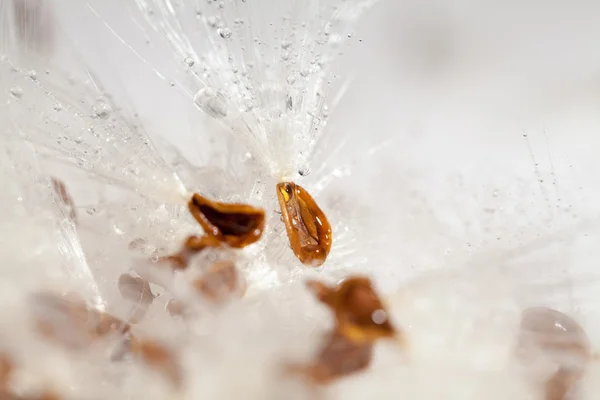 Abstract composition with dried plants seeds — Stock Photo, Image