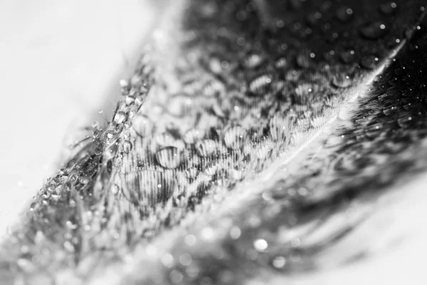 カラフルな鶏の羽毛で抽象的な構成 — ストック写真