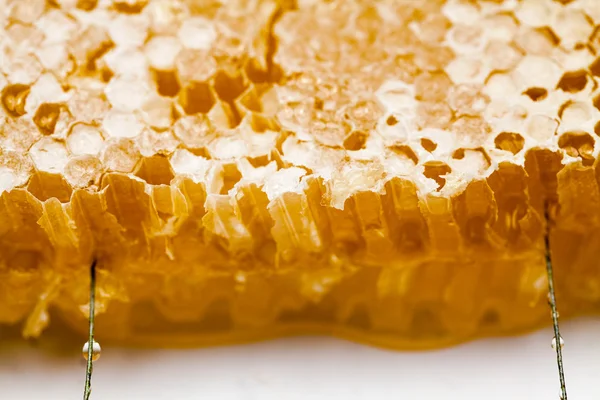 Медова паличка, наповнена медом — стокове фото