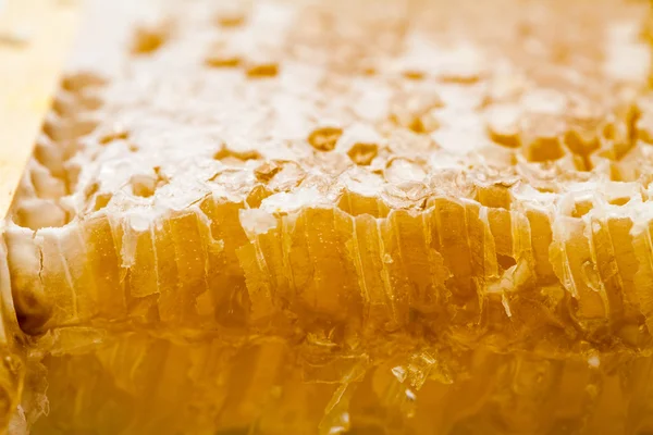 Honeycomb filled with honey — Stock Photo, Image