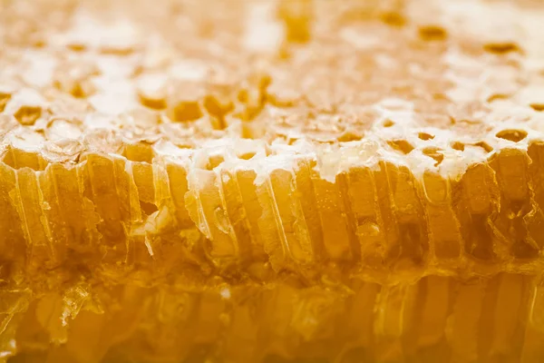 Соты, наполненные медом — стоковое фото