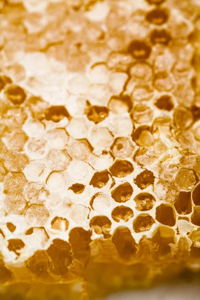 Honeycomb filled with honey — Stock Photo, Image