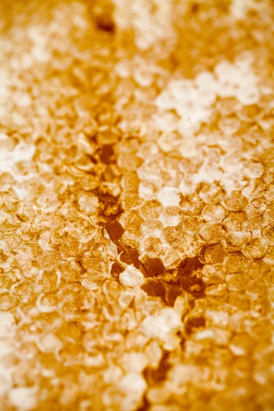 Honeycomb filled with honey — Stock Photo, Image