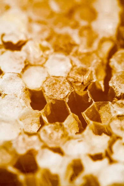 Соты, наполненные медом — стоковое фото