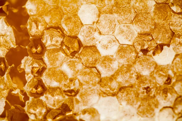 蜂窝填满了蜜 — 图库照片