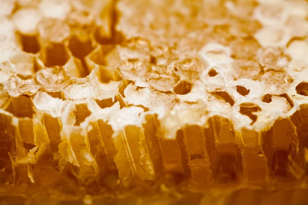 Nid d'abeille rempli de miel — Photo