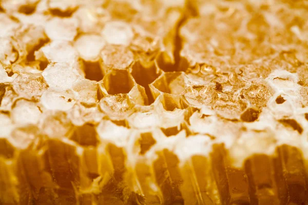 Honeycomb filled with honey — Stock Photo, Image