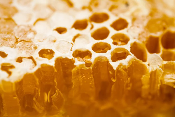 Favo pieno di miele — Foto Stock
