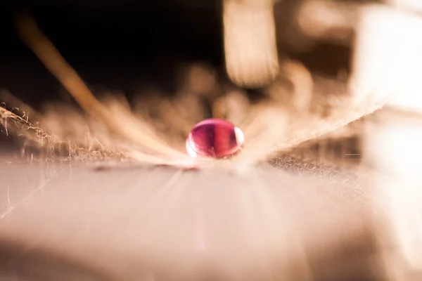 Bunte Wassertropfen auf Löwenzahnsamen — Stockfoto