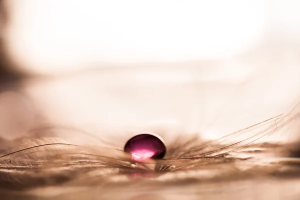 Красочные капли воды на семена одуванчиков — стоковое фото
