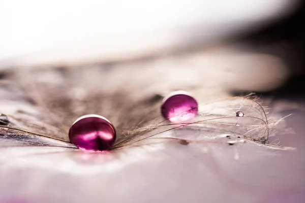 Gotas de água coloridas em sementes de dente de leão — Fotografia de Stock