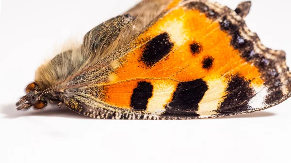死んだ蝶の羽 — ストック写真