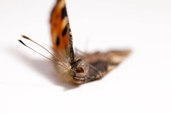 Alas de mariposa muerta — Foto de Stock