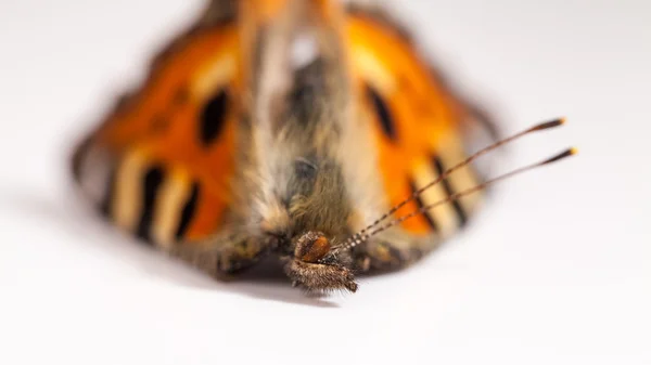 Asas de borboleta mortas — Fotografia de Stock