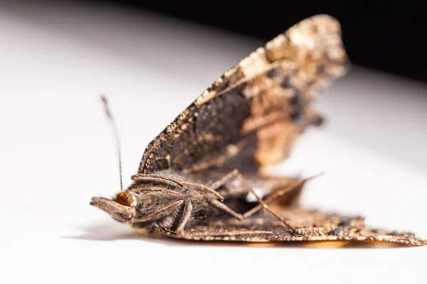 Dead butterfly wings — Stock Photo, Image