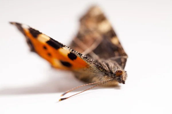 Asas de borboleta mortas — Fotografia de Stock