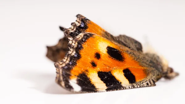 Asas de borboleta mortas — Fotografia de Stock
