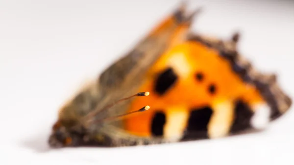 Ailes mortes de papillon — Photo