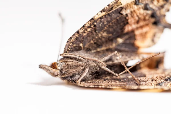 죽은 나비 날개 — 스톡 사진