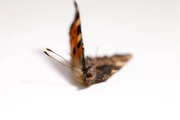 Dode vlinder vleugels — Stockfoto