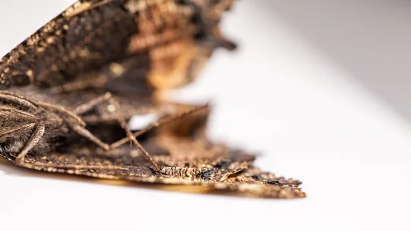 Мертві метелик крилами — стокове фото