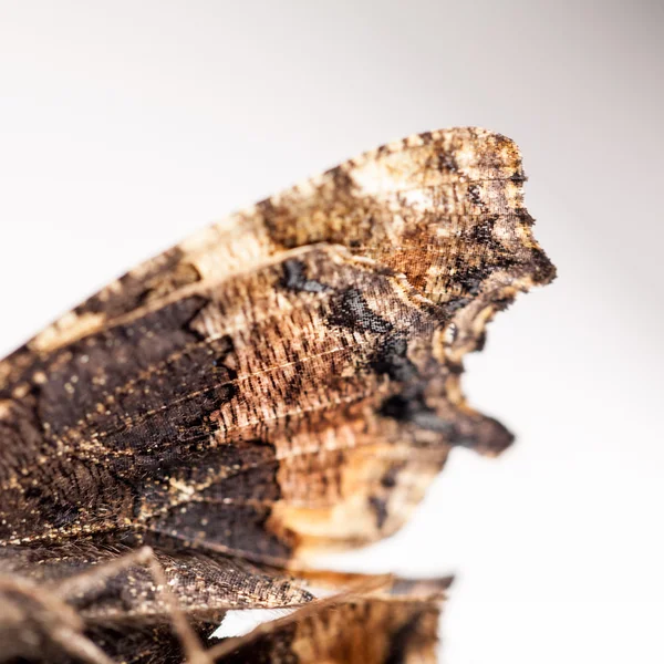 Asas de borboleta mortas — Fotografia de Stock