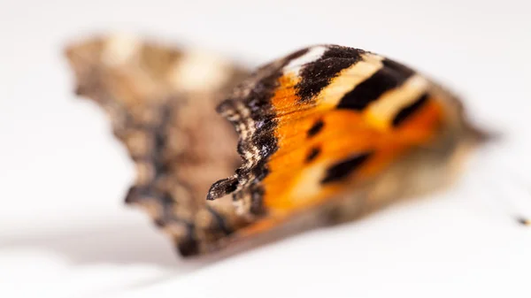 Крылья мёртвой бабочки — стоковое фото