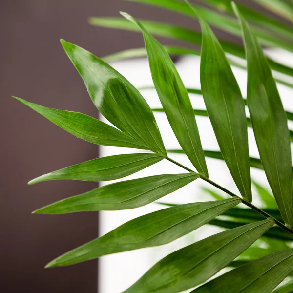 Green, abstract composition with leaf — Stock Photo, Image