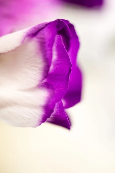 Lisianthus (Eustoma grandiflorum) - belas flores e botões — Fotografia de Stock