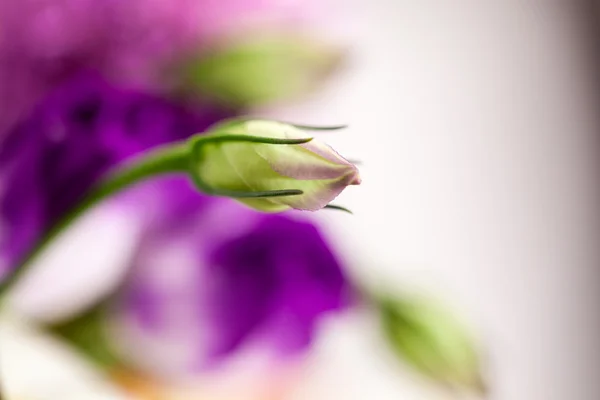 Lisianthus (Eustoma grandiflorum) - hermosas flores y brotes — Foto de Stock