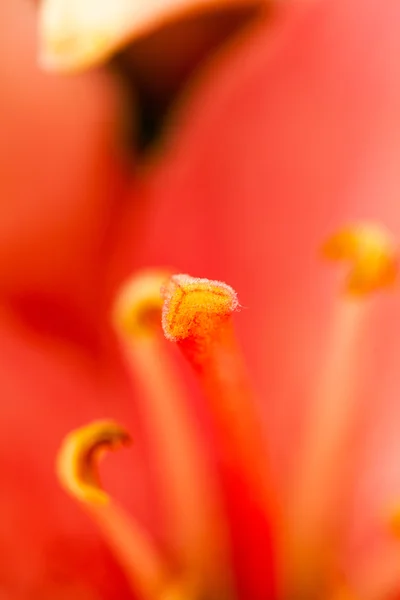 Prachtige lelie bloemen — Stockfoto