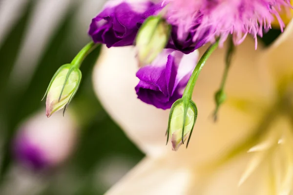 Lisianthus (Eustoma grandiflorum) - beautiful flowers and buds — Stock Photo, Image