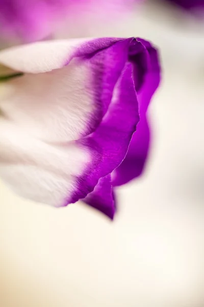 Lisianthus (Eustoma grandiflorum) - prachtige bloemen en knoppen — Stockfoto