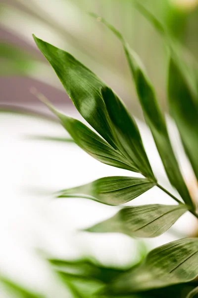 Composição verde, abstrata com folha — Fotografia de Stock