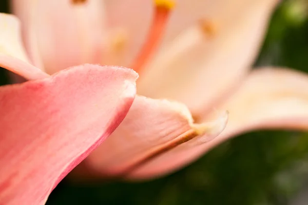 Schöne Lilienblüten — Stockfoto