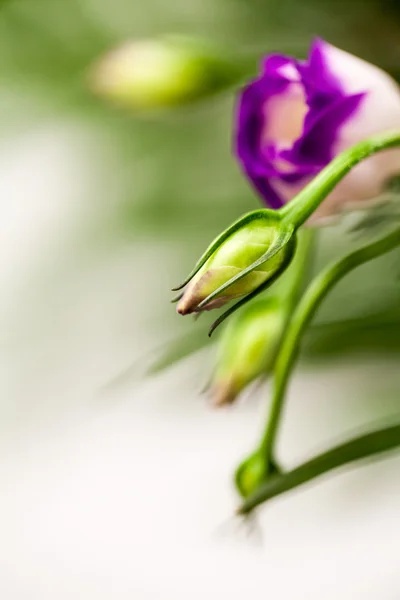 Lisianthus (Eustoma grandiflorum) - belles fleurs et bourgeons — Photo