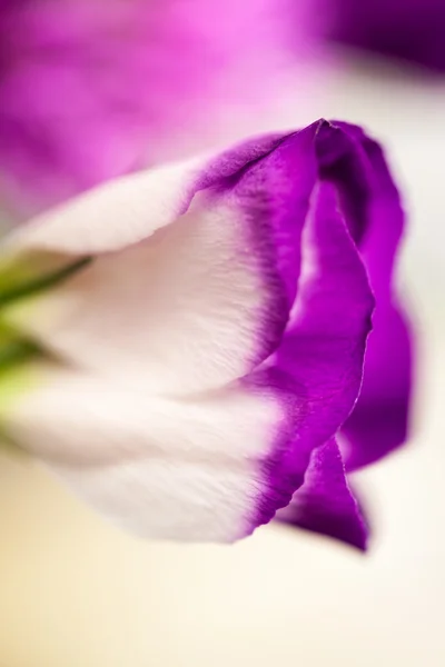 Lisianthus (Eustoma grandiflorum) - bei fiori e boccioli — Foto Stock